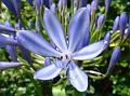 2012-0809-1340_Agapanthus_25,4